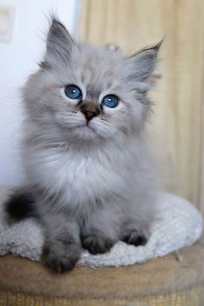 Siberian Neva Masquerad kittens 