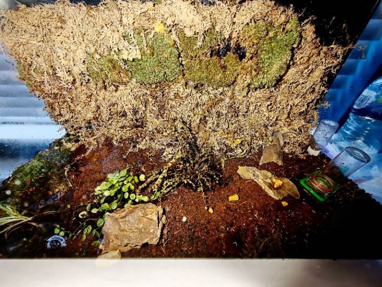 Terrarium 