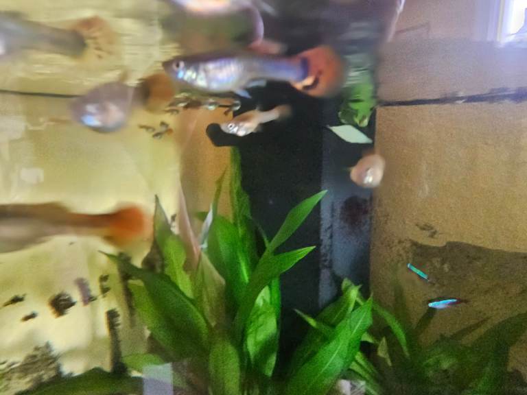 Guppies need a good home!