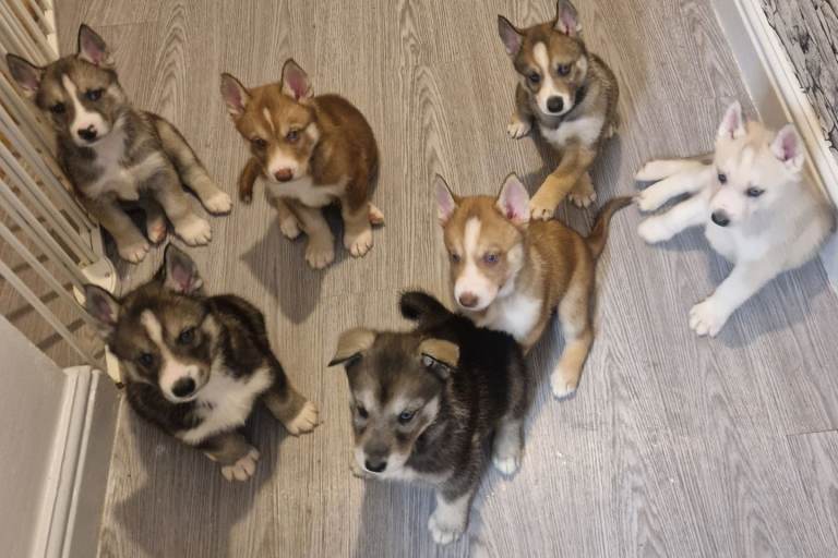 Beautiful full breed siberian husky puppies ❤️ 