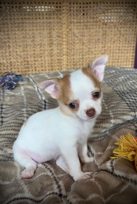 Chihuahua applehead 