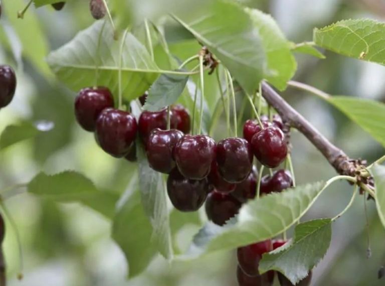 Regina Cherry tree