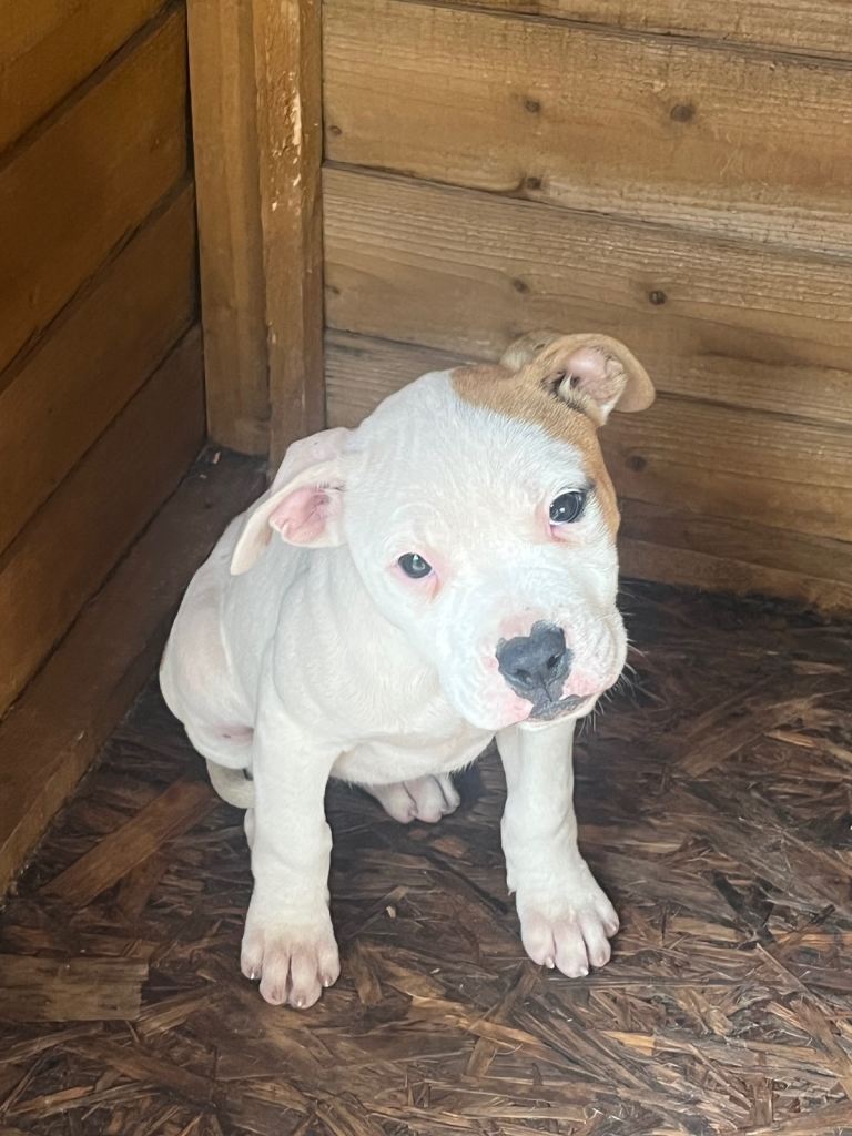 Johnson’s American Bulldog Puppies for sale 