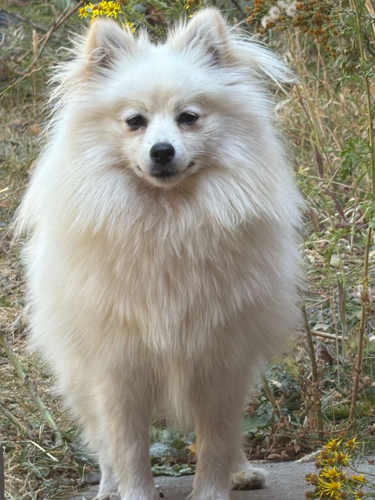 pomeranian 