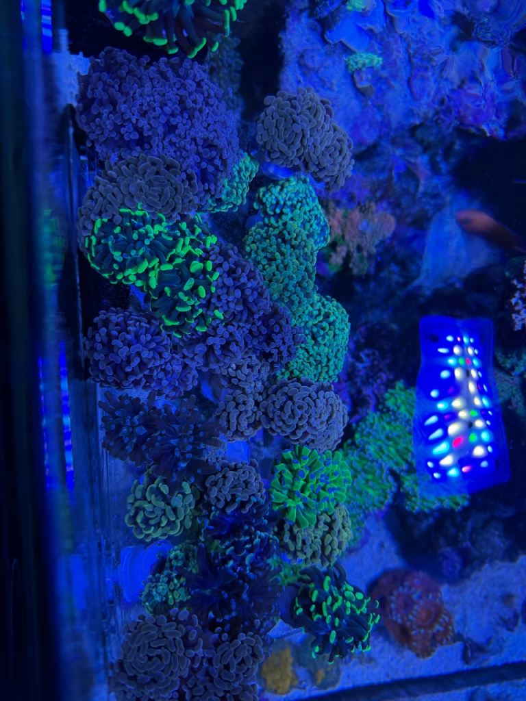 Hammers and frogspawn 