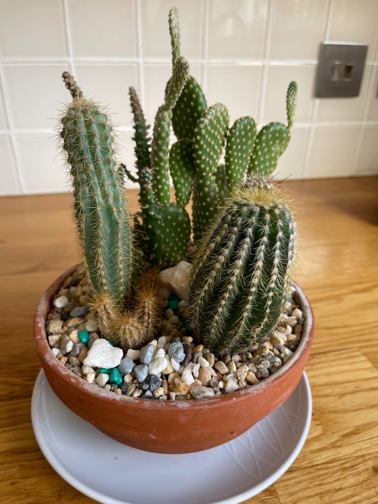 image for Small Cactus garden 