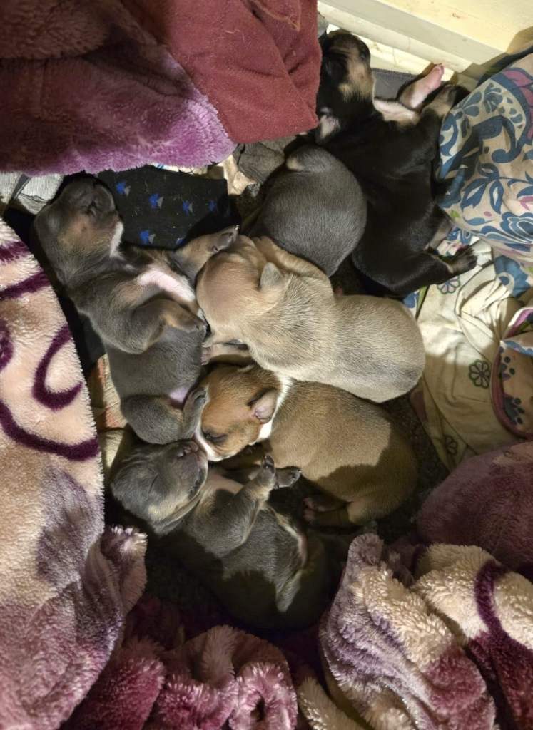 Staffordshire Bull Terrier Puppies - Female and Male