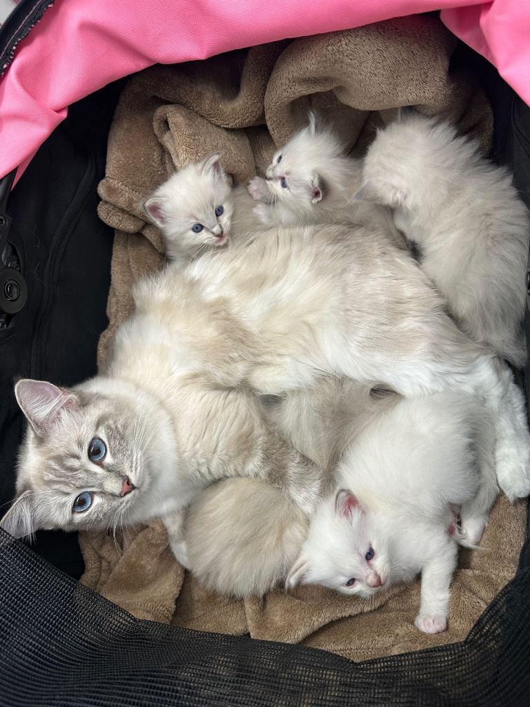 Ragdoll kittens 