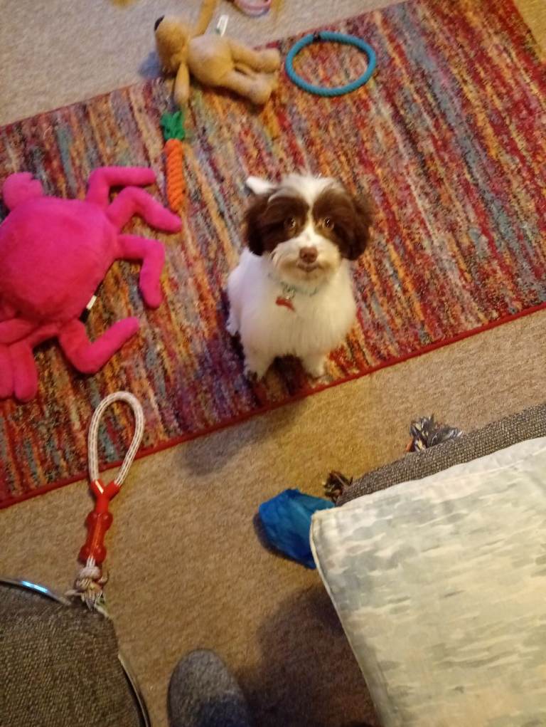 Pretty Cockapoo pup looking for family!