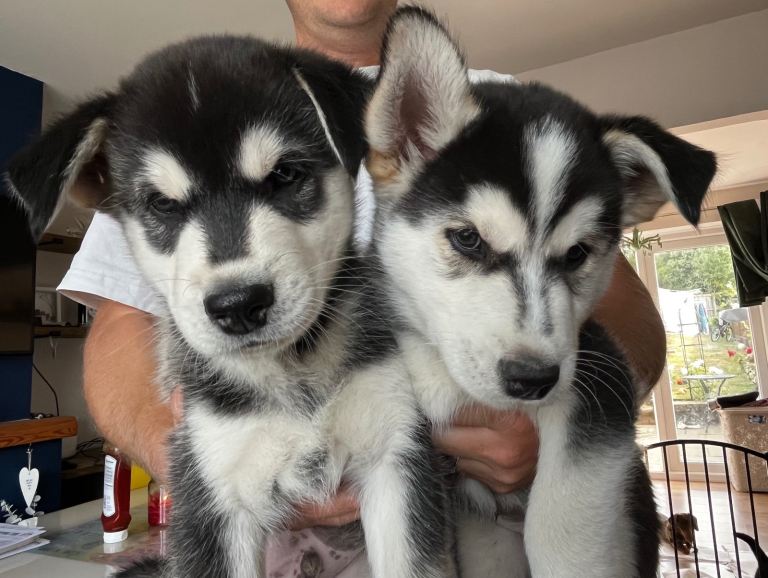 Husky x Labrador 