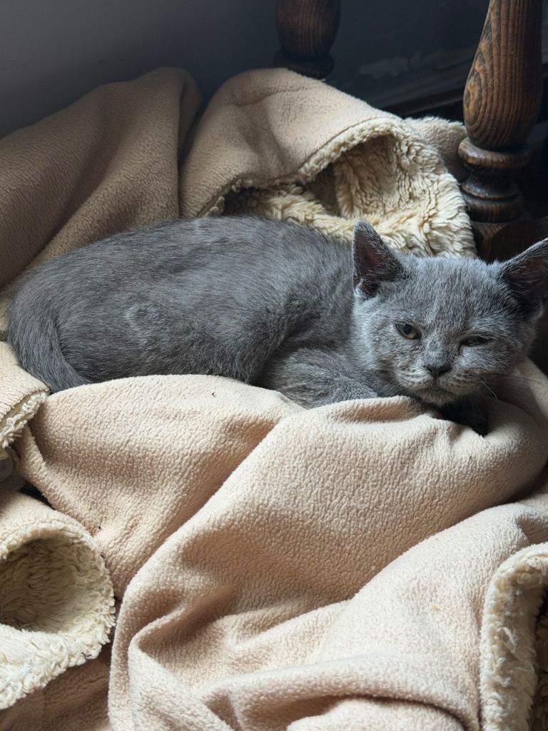 Adorable Mixed Colours British Shorthair Kittens 