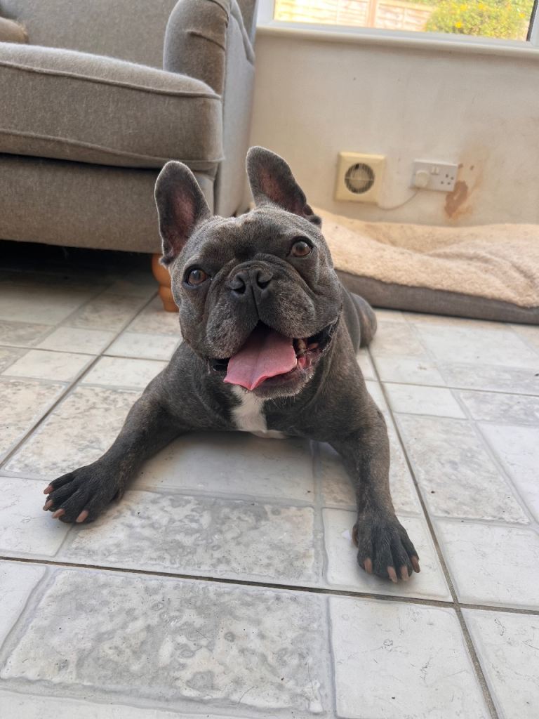 Rehoming my gorgeous French bulldog George