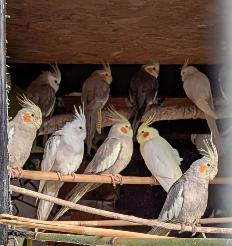 Cockatiel for Sale