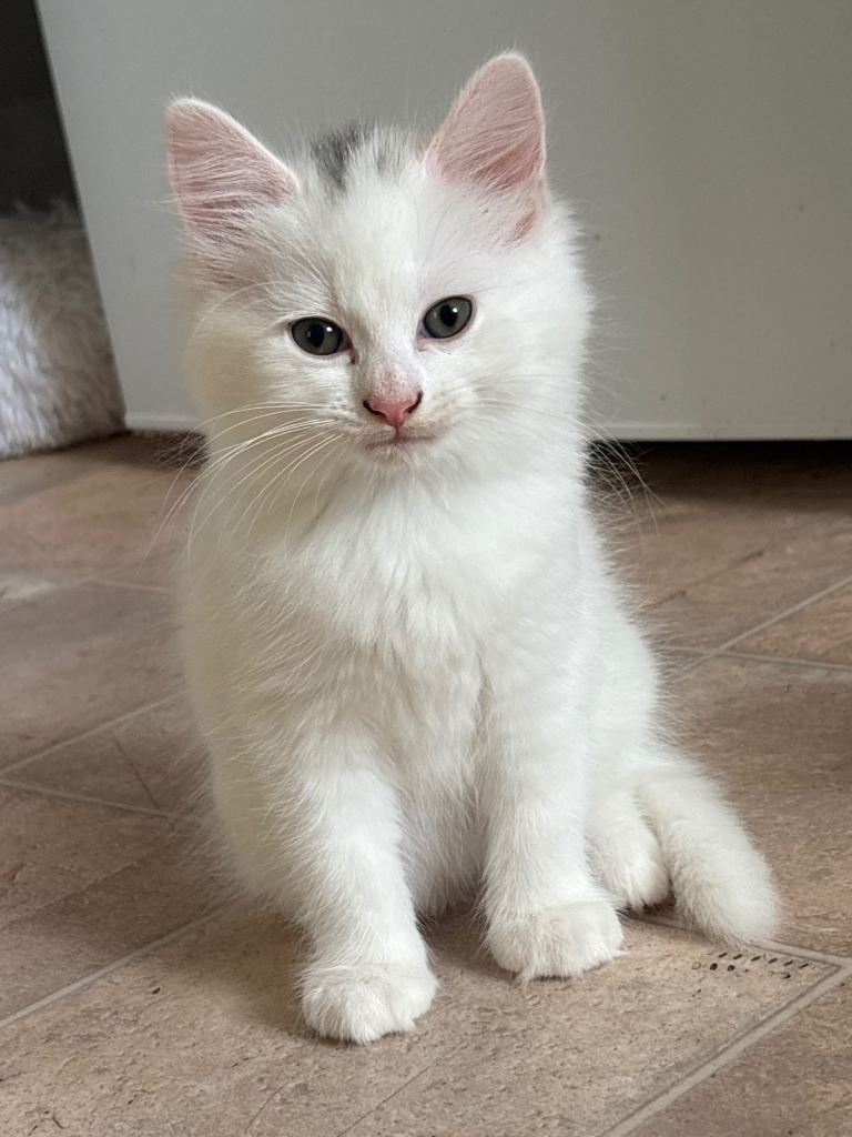 Turkish Angora X