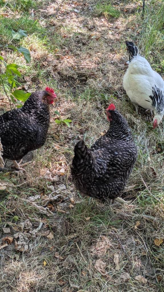 Hens needing rehoming 