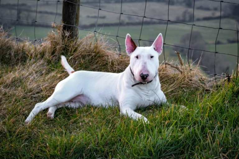 English bull terrier pups