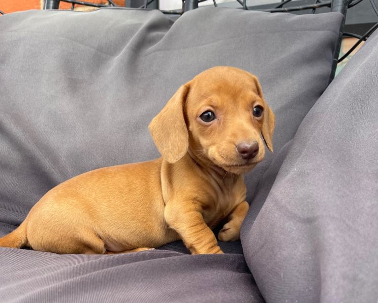 Miniature dachshunds