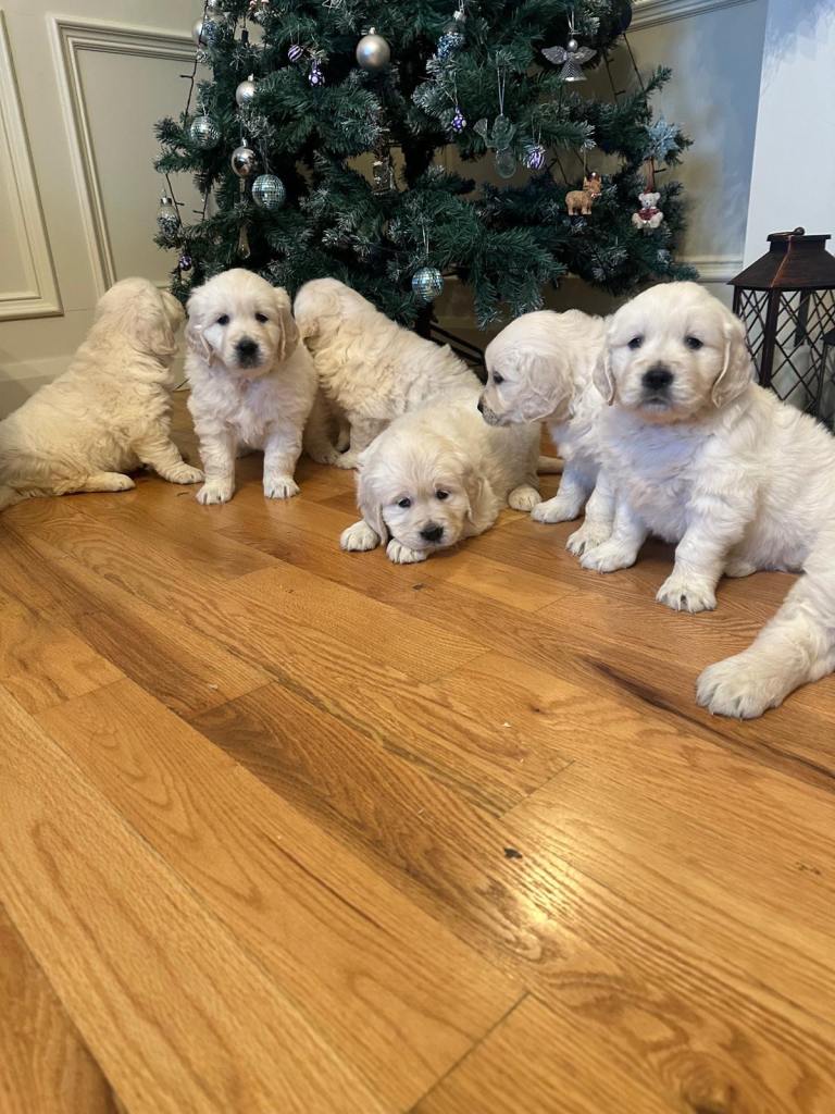 IKC retriever pups 