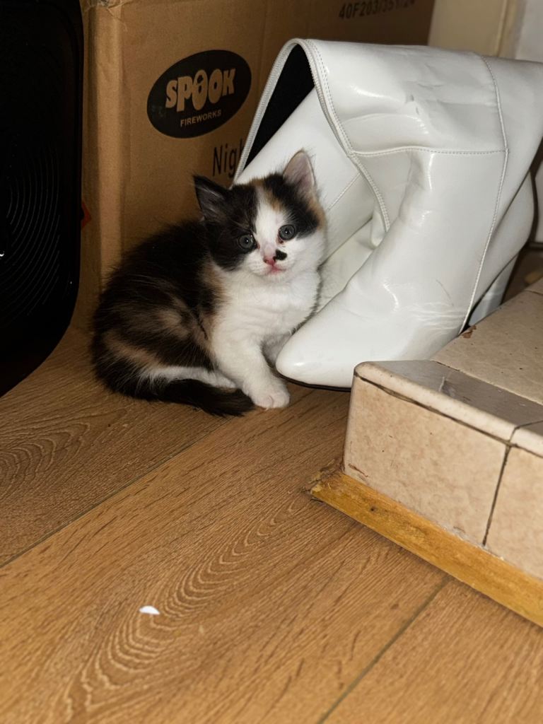 3 little kittens for sale 