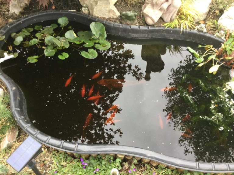Large Pond - Complete set up