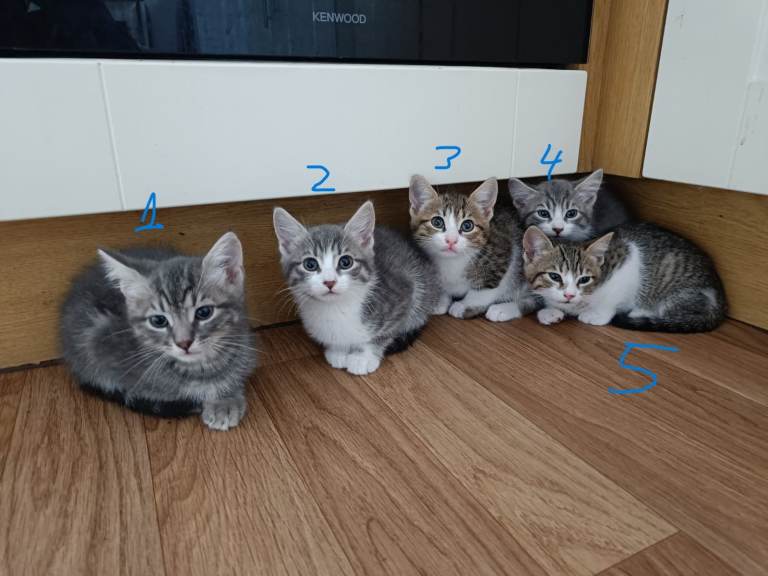 Kittens for Sale!