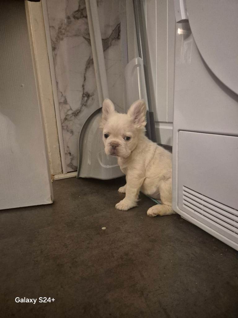 🌟 KC REGISTERED FULL FLUFFY MALE FRENCHIE 🌟 