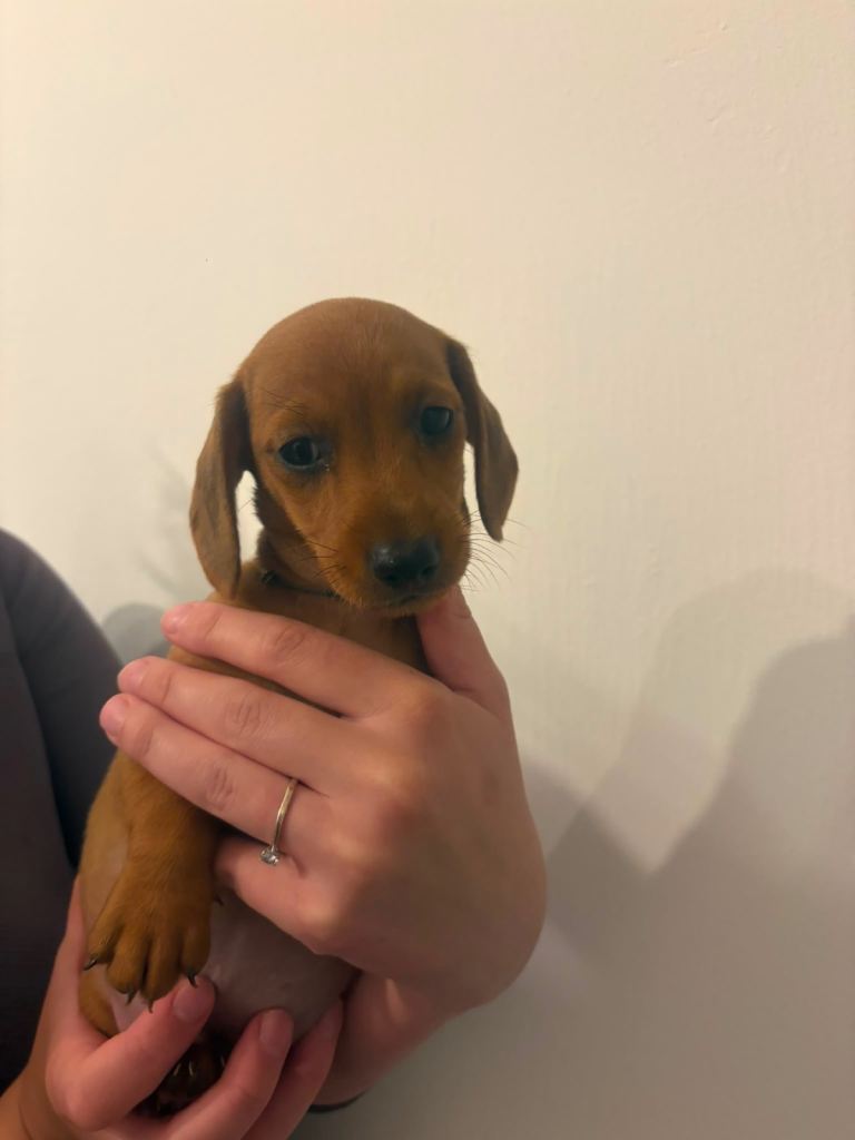  beautiful miniature dachshund puppies