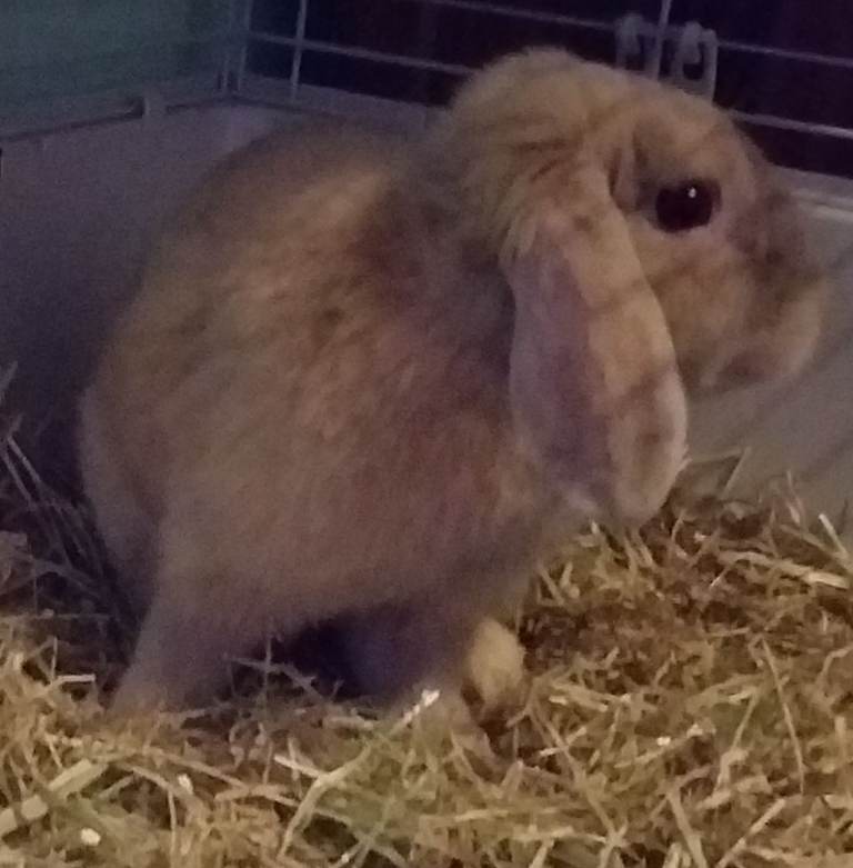 URGENTLY NEED TO REHOME 