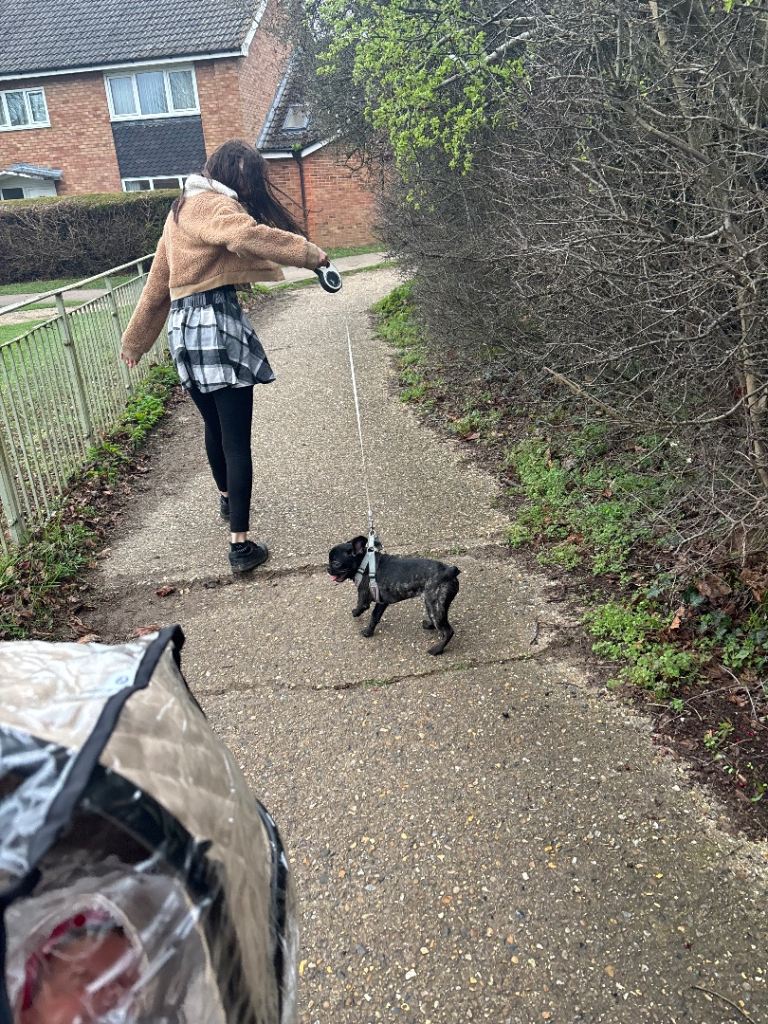 8 months old female french bulldog 