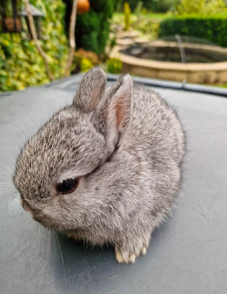 Netherland Dwarf 