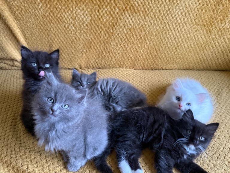 5 Persian x Ragdoll kittens