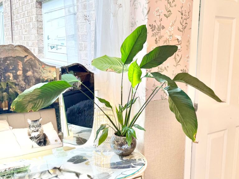 Large Peace Lily Plant with Decorative Pot