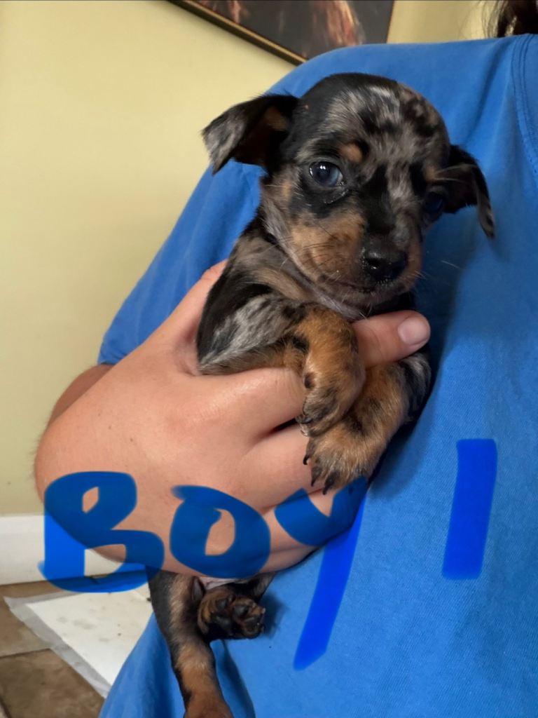Dachshund x chihuahua (chiweenies)