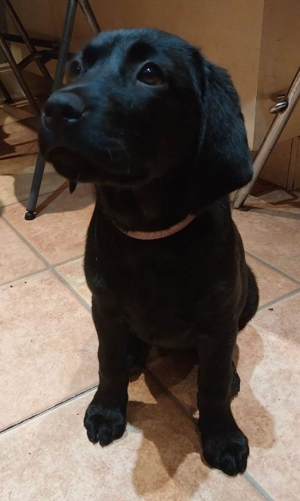 RESERVED Beautiful KC registered black Labrador puppy - looking for forever home - ready to leave 