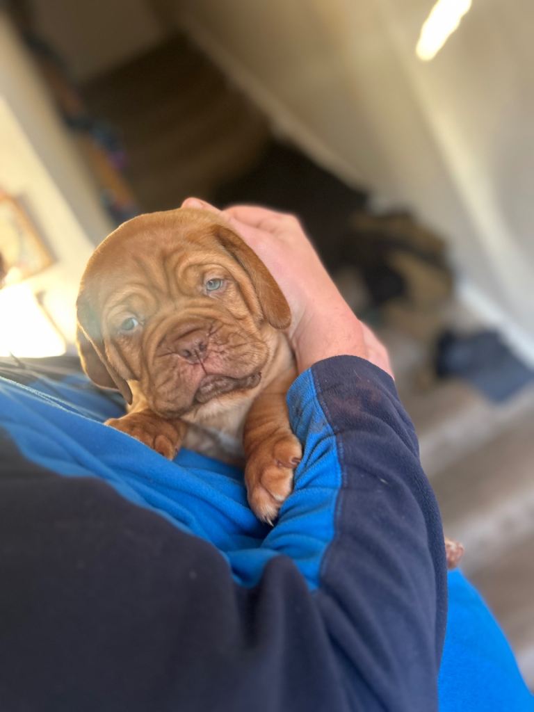 2 bitches left !!FULL KC PEDIGREE DOGUE DE BORDEAUX💗💙 