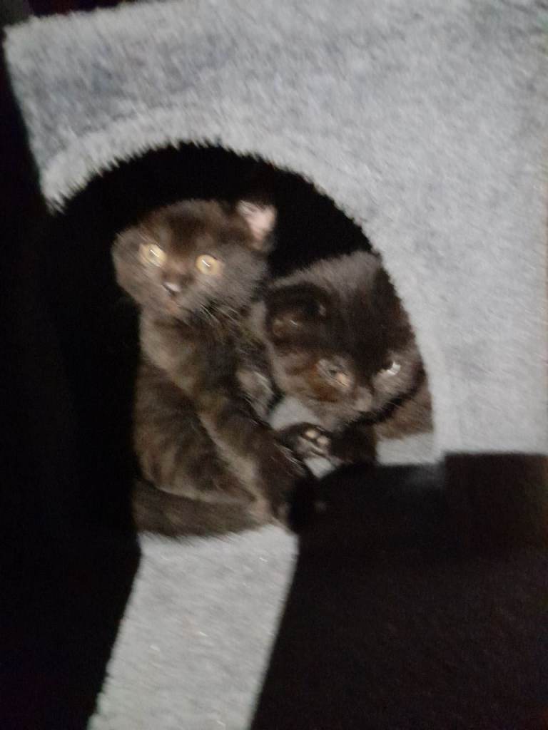 image for 4 black kittens looking for their forever homes 