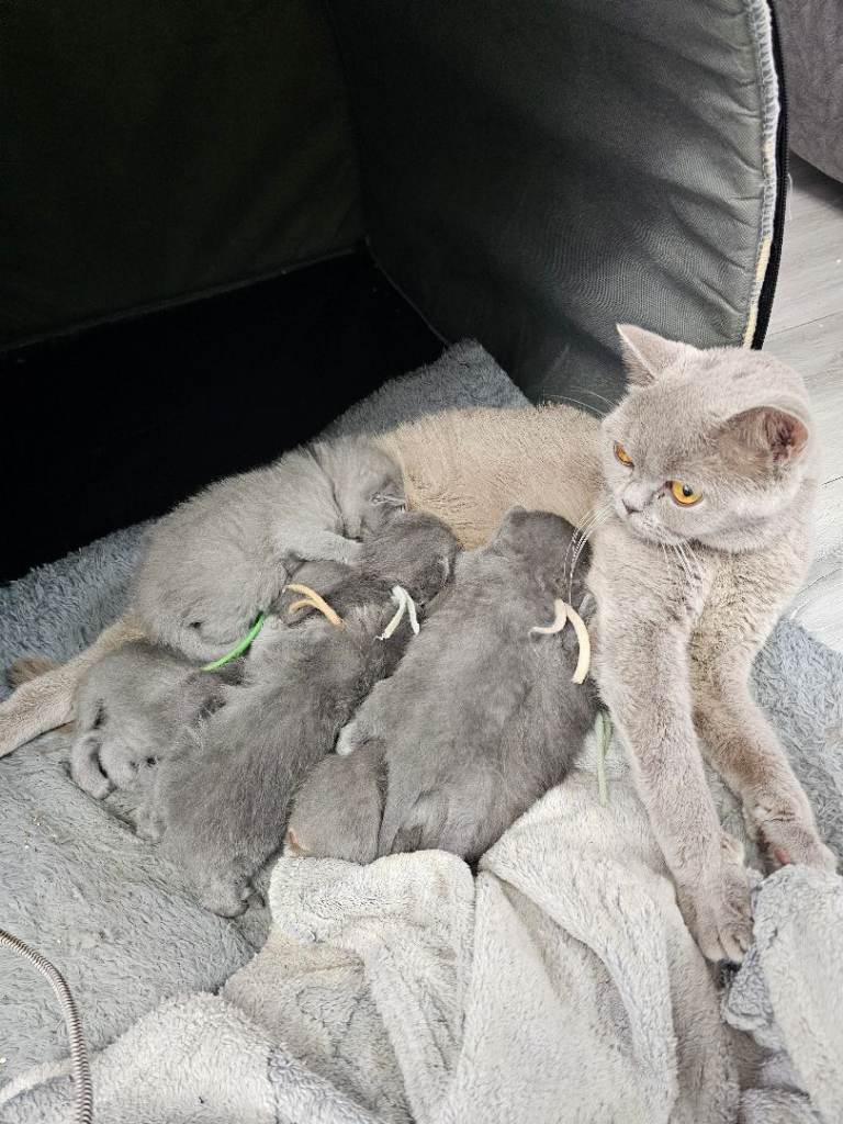 Stunning lilac and frosty light blue britsh short hair kittens ready to leave 21st july 