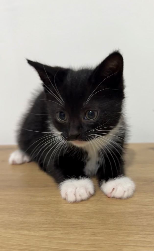 Chopstick, tuxedo black and white kitten