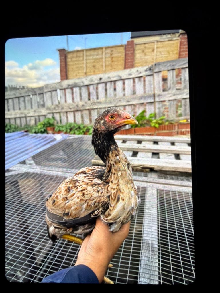 Hens