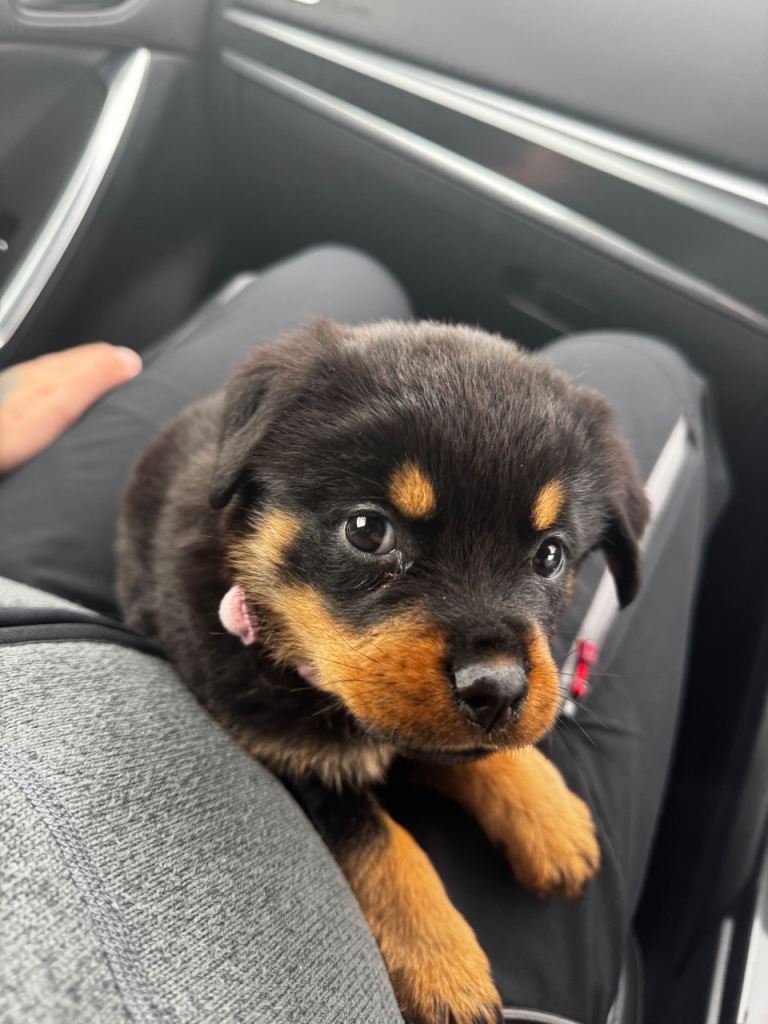 Puppy 7 weeks rotwieller  