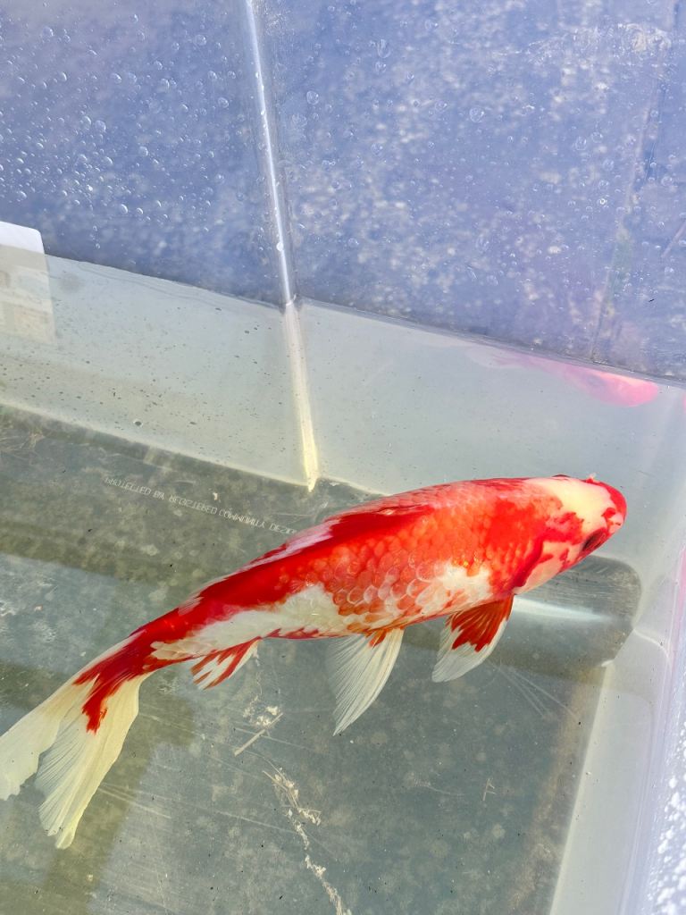 Koi Carp Ghost Carp Common Carp