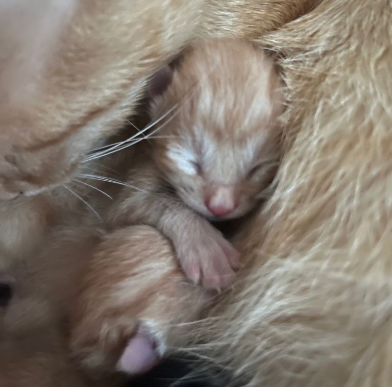 Mixed kittens 