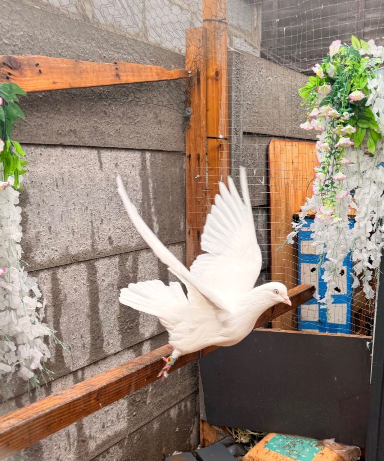 Pigeon