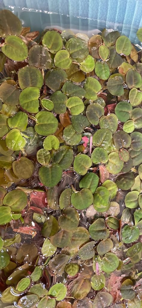 Red Root Floaters | Live Aquarium Plants (Phyllanthus Fluitans)