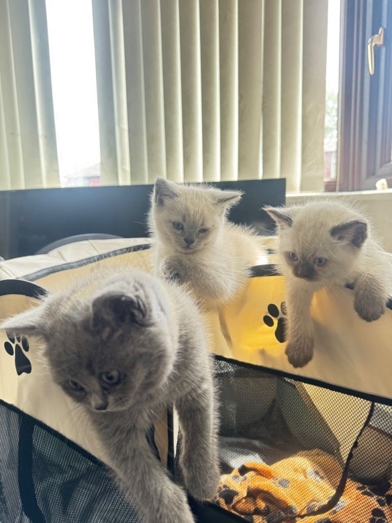 Kittens