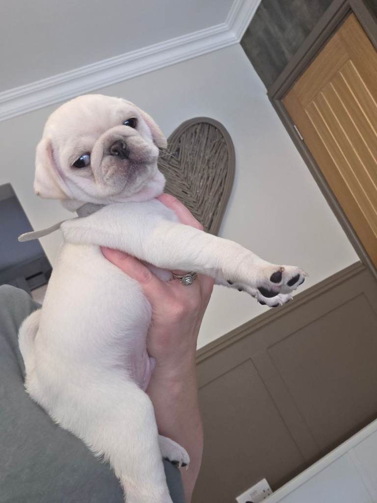 Pug puppys 