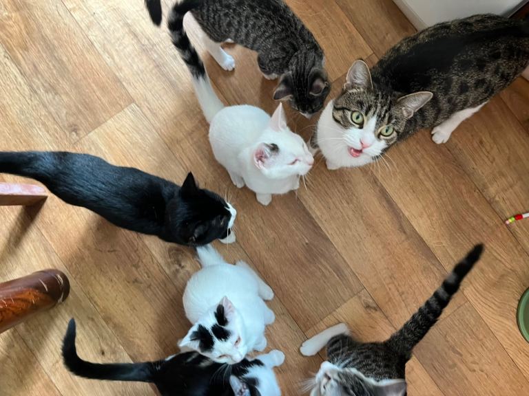 6 Adorable Kittens Looking for Loving Homes