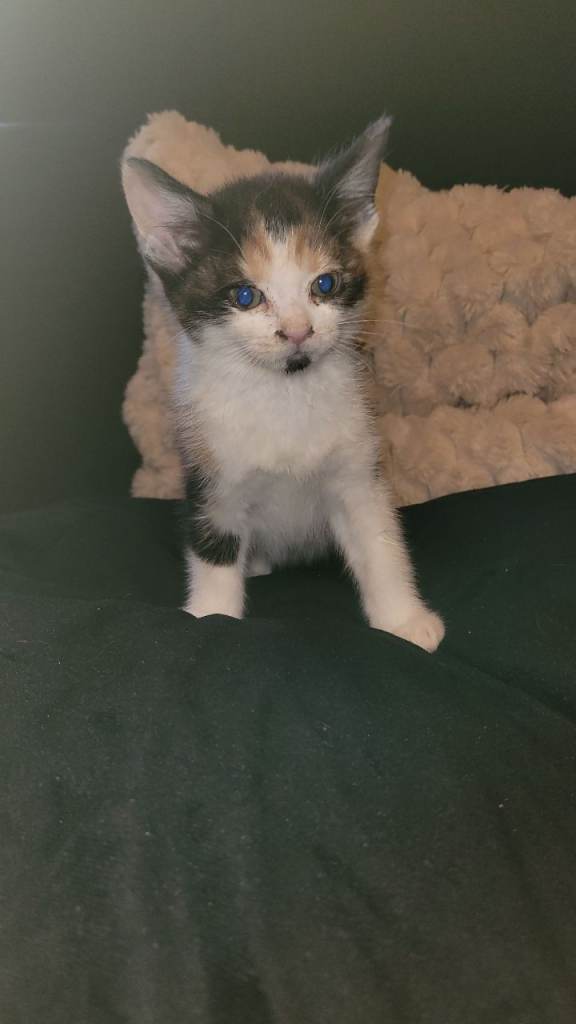Kittens for sale 