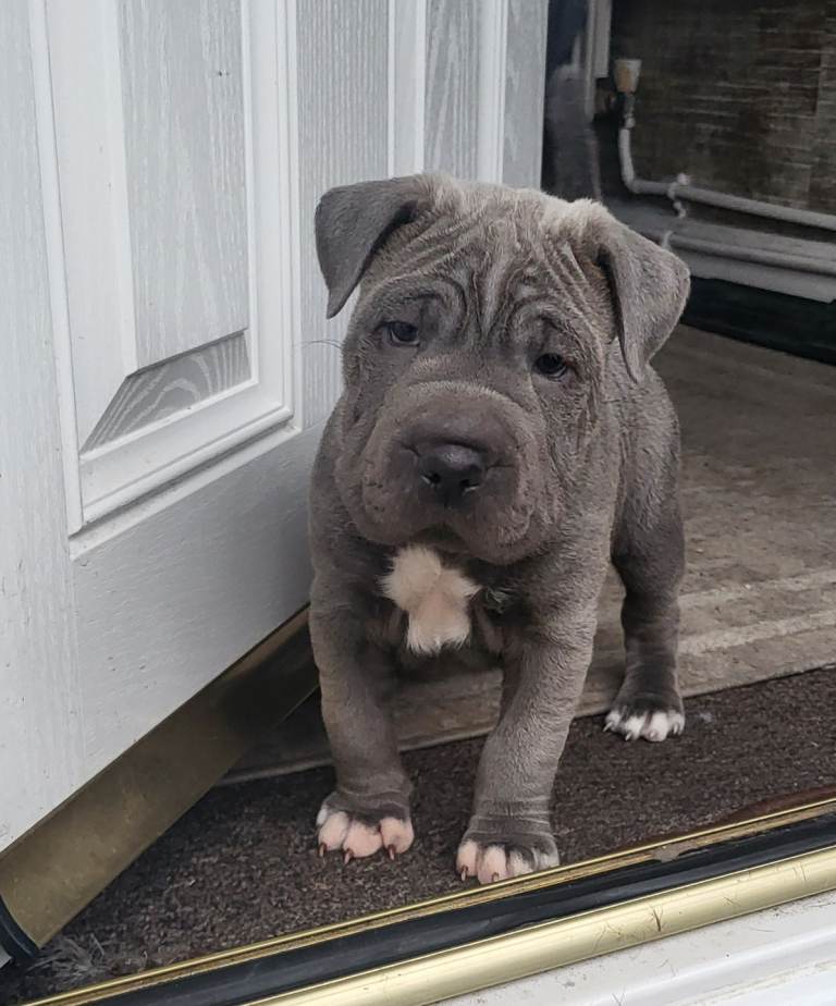 Shar Pei/ Presa / Corso