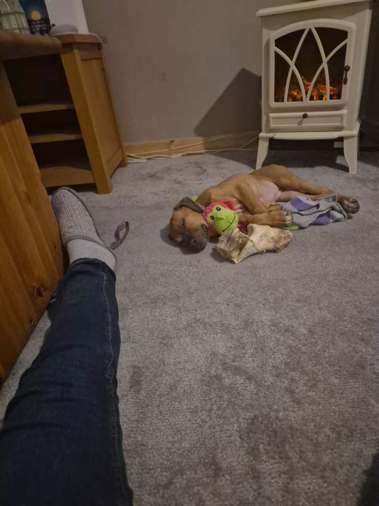 Canecorso x Presa Canaro Female Puppy